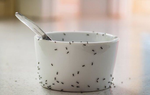 ants all over a soup bowl