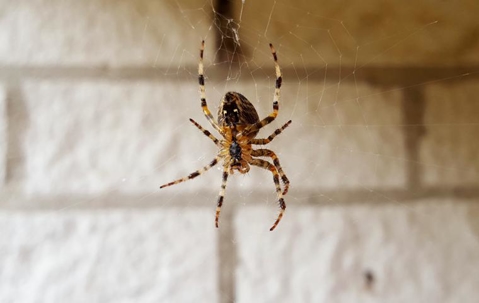 spider hanging from its web in a kitchen