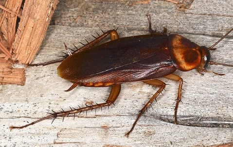 Insects