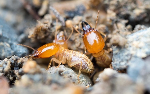 termites