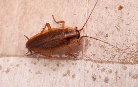 cockroach on tiled floor