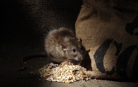 big rat eating grain from a hole in a sack